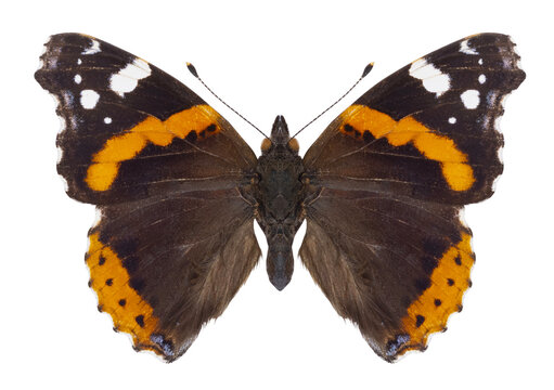 Papillon Vulcain (Vanessa atalanta) europ&eacute;en