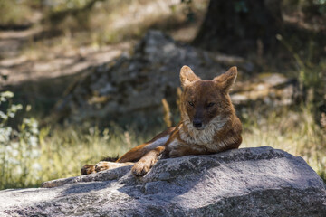 black backed jackal