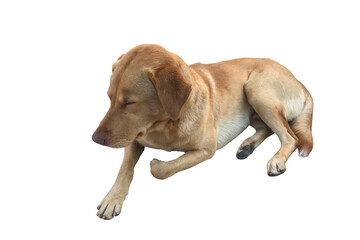 Brown dog on white background isolated,PNG file.