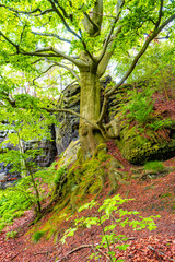 Magical enchanted fairytale forest, sandstone rocks named Kleinhennersdorfer Stein and ancient beech trees at the hiking trail in the national park Saxon Switzerland, Bad Schandau, Germany.