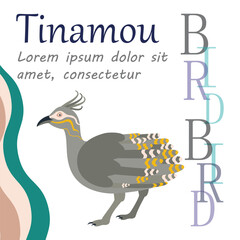 Poster, banner with crested tinamou bird and text. Poster layout design.