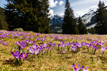 Colorful blooming purple flowers of Crocus heuffelianus (Crocus vernus) in the spring valley of the High Tatras, Poland, Chocholowska Valley