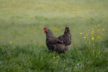 A speckled hen against the background of a green lawn and wildflowers copy space