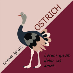 Poster, banner with ostrich bird and text. Poster layout design. Letters.