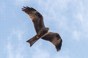 Obraz premium osprey in flight