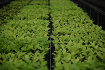 Plant in a garden, seedlings of Magnolia Blumei or Manglietia glauca is known as manglid or manglid baros in Indonesia