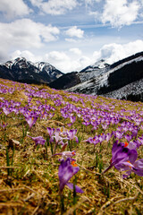 Colorful blooming purple flowers of Crocus heuffelianus (Crocus vernus) in the spring valley of the High Tatras, Poland, Chocholowska Valley
