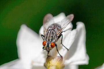 fly on leaf