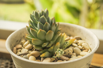 Modern interior design of dining room or workplace with cactus plant, wooden table on bokeh background. Cactus and succulent in flower pots on the rack on a light background with space for text