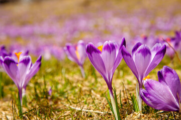 Colorful blooming purple flowers of Crocus heuffelianus (Crocus vernus) in the spring valley of the...