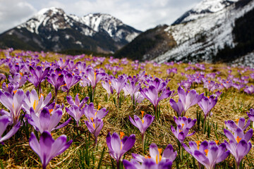 Fototapeta premium Colorful blooming purple flowers of Crocus heuffelianus (Crocus vernus) in the spring valley of the High Tatras, Poland, Chocholowska Valley