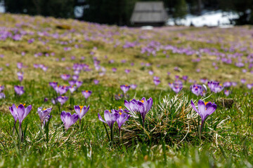 Colorful blooming purple flowers of Crocus heuffelianus (Crocus vernus) in the spring valley of the...