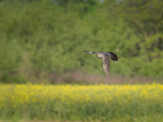 Beautiful nature scene with Common cuckoo (Cuculus canorus). Wildlife shot of Common cuckoo...