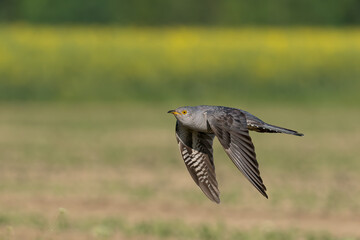 Beautiful nature scene with Common cuckoo (Cuculus canorus). Wildlife shot of Common cuckoo (Cuculus canorus). Common cuckoo (Cuculus canorus) in the nature habitat.