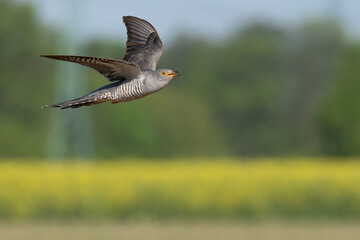 Beautiful nature scene with Common cuckoo (Cuculus canorus). Wildlife shot of Common cuckoo (Cuculus canorus). Common cuckoo (Cuculus canorus) in the nature habitat.