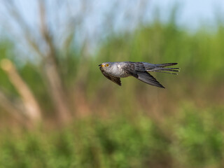 Beautiful nature scene with Common cuckoo (Cuculus canorus). Wildlife shot of Common cuckoo (Cuculus canorus). Common cuckoo (Cuculus canorus) in the nature habitat.