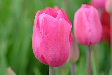 Triumph Tulip 'Don Quichotte' in flower.
