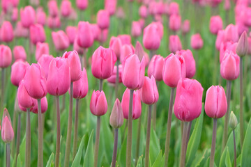Triumph Tulip 'Don Quichotte' in flower.