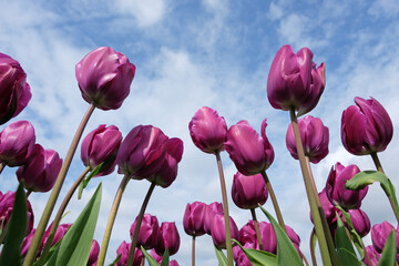 Triumph Tulip 'NegritaÕ in flower.