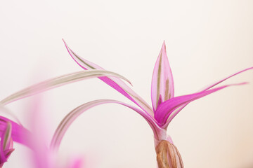 Colored Tradescantia leaves. Selective focus (DOF)