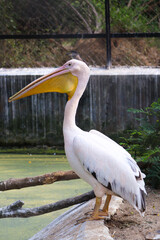 pelican on a rock