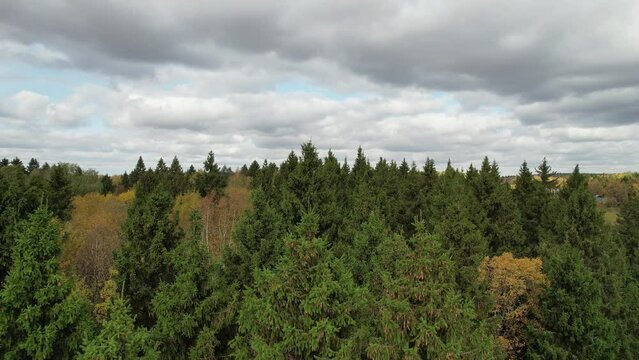 Beautiful top view of a mixed coniferous and deciduous autumn forest. The wind shakes the tops of the trees. Green firs and yellow deciduous trees. Aerial Drone Footage View, 4K.