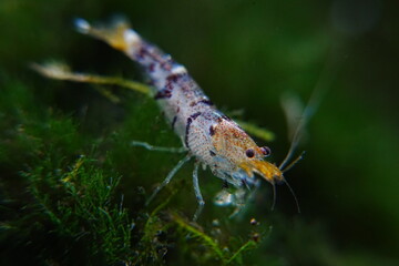 Tiger Shrimp Caridina cf. Cantonensis “Tiger”|虎纹虾