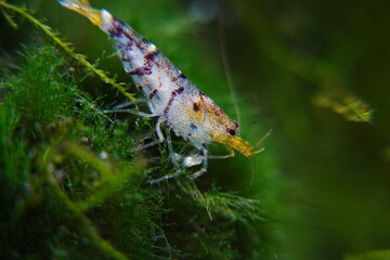 Tiger Shrimp Caridina cf. Cantonensis “Tiger”|虎纹虾