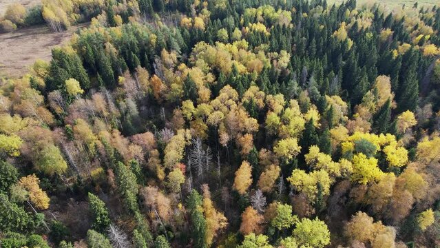 Slow flight over mixed autumn forest. A beautiful top view of green fir trees and yellow deciduous trees. Aerial Drone Footage View, 4K.
