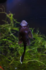 The catfish|loricariidae|吸甲鯰科