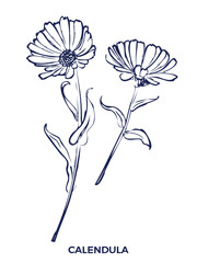 Calendula hand drawn vector botanical illustration. Cosmetic and medical plant. Sketch on white background.
