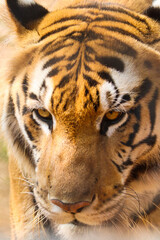portrait of a tiger