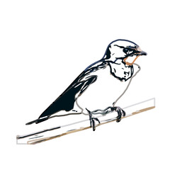 Swallow bird sketch with a transparent background