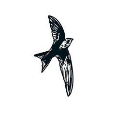 Swallow bird sketch with a transparent background