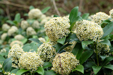 Skimmia Japonica 'Fragrans'  in flower.