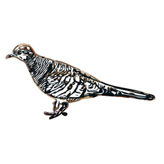 turtledove sketch with a transparent background