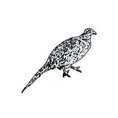 turtledove sketch with a transparent background