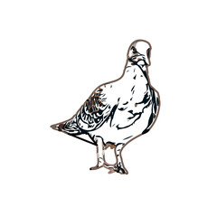turtledove sketch with a transparent background