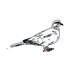 turtledove sketch with a transparent background