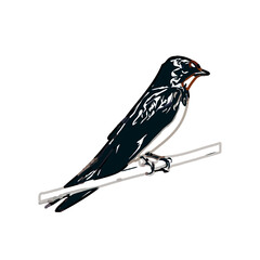Swallow bird sketch with a transparent background