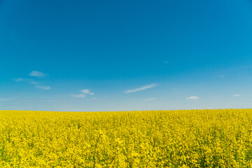 Yellow Rape flower field against blue sky. Agricultural rural background. Ukraine flag colors.