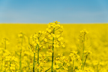 Rape flowers close-up against a blue sky. Growing blossoming rape.