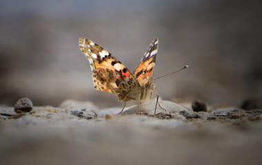 butterfly on the ground
