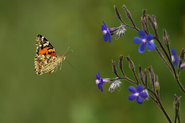 butterfly on a flight 