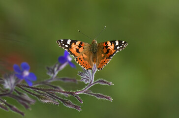 butterfly on flower