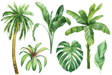 Set Palm tree, tropical plants on isolated white background, Hand drawn leaves. Watercolor botanical illustration.