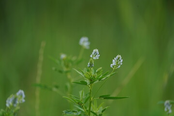 flowers in the grass