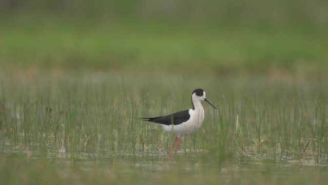 Black-winged stilt himantopus himantopus