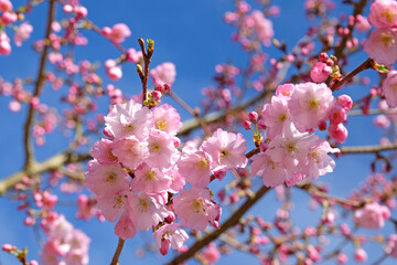 Cherry tree, Prunus serrulata 'Accolade' in flower.