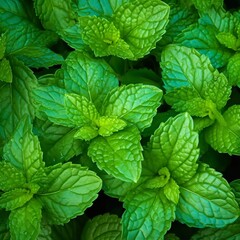 Fresh mint leaves arranged in a neat pattern, showcasing their vibrant green color and natural texture. Generative AI